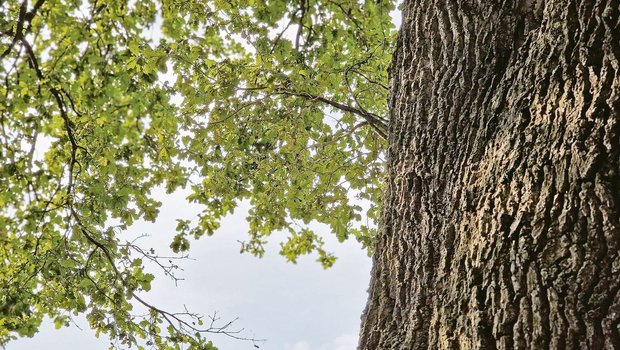 Die Rinde der Eiche beeindruckt in der Natur – deren Nutzen im Stall ist gross.