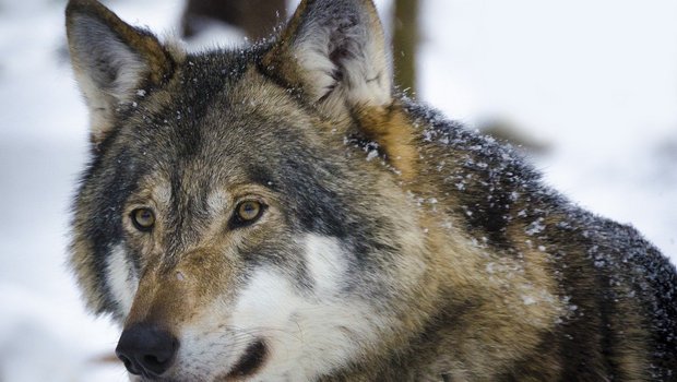 Wölfe, die im Siedlungsgebiet auftauchen, befeuern die Debatte um die Regulierung der Schweizer Wolfsbestände. (Bild Wilda3 / Pixabay)
