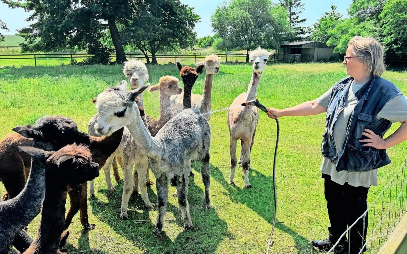 Die Alpakas von Paul und Ann Marie (im Bild) Gerber schätzen im Sommer die Abkühlung mit dem Wasserschlauch. 