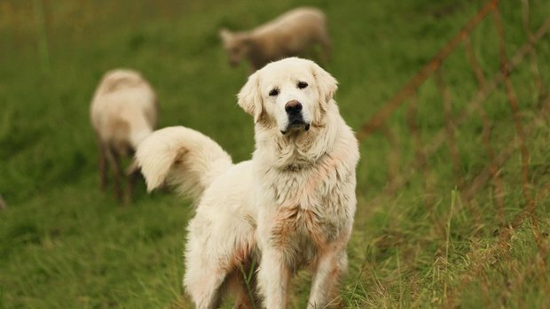 Herdenschutzhunde si Herdenschutzhunde sind momentan gesucht.