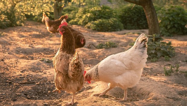 Weder die Schweizer Nachfrage nach Eiern noch jene nach Fleisch kann mit der inländischen Produktion gedeckt werden. (Bild Andreas Goellner/Pixabay)