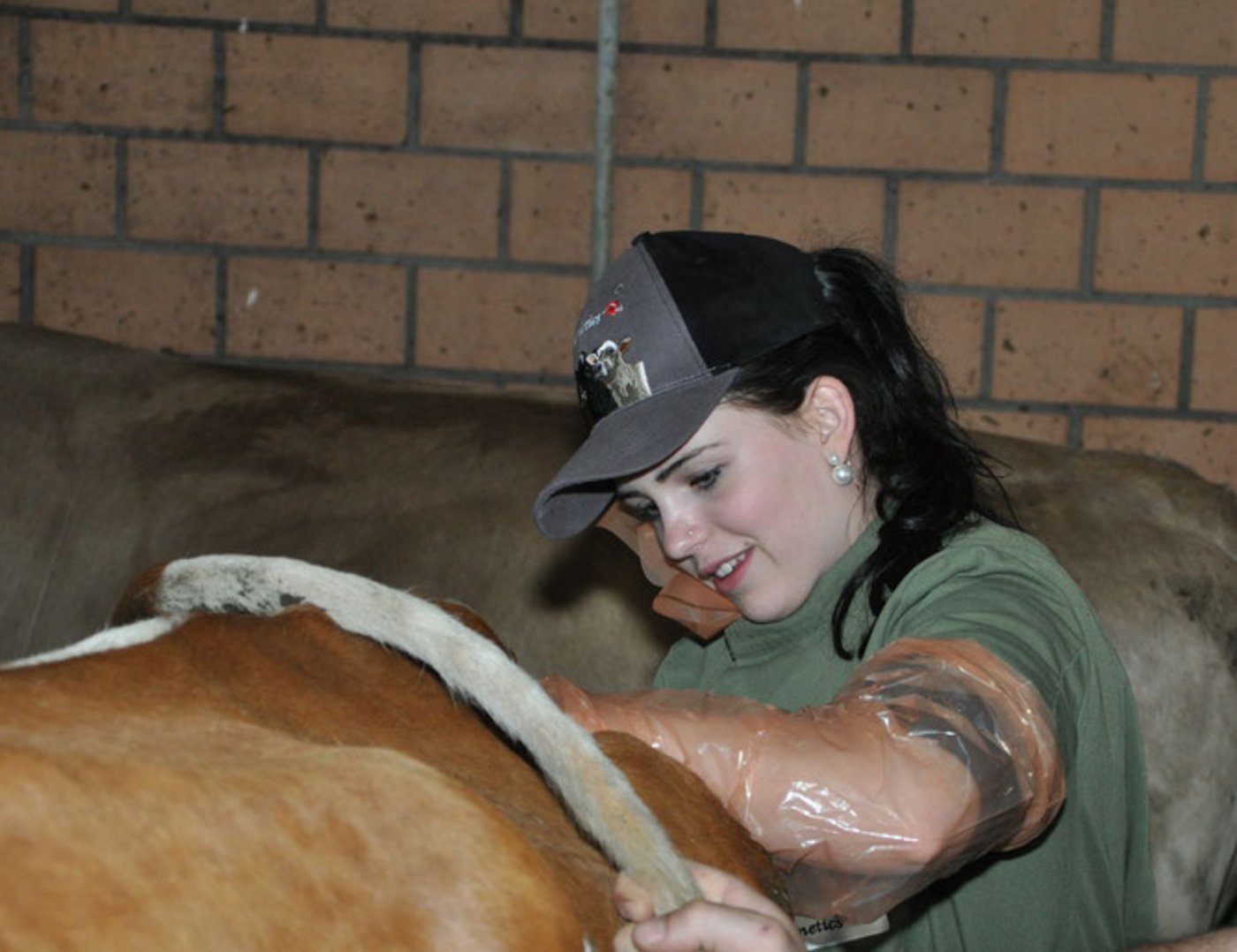 Sabrina Krebs am Besamen einer Kuh. (Bild Tamara Wülser)