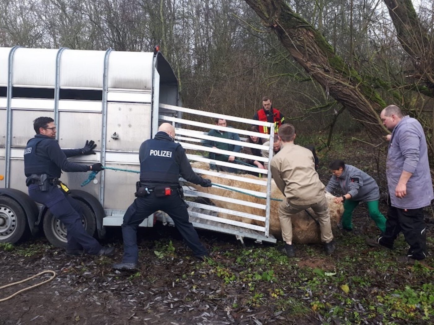 Dank Betäubungsmitteln konnte das Tier nach mehreren Stunden in einen Transporter verladen werden. (Bild Bundespolizei)
