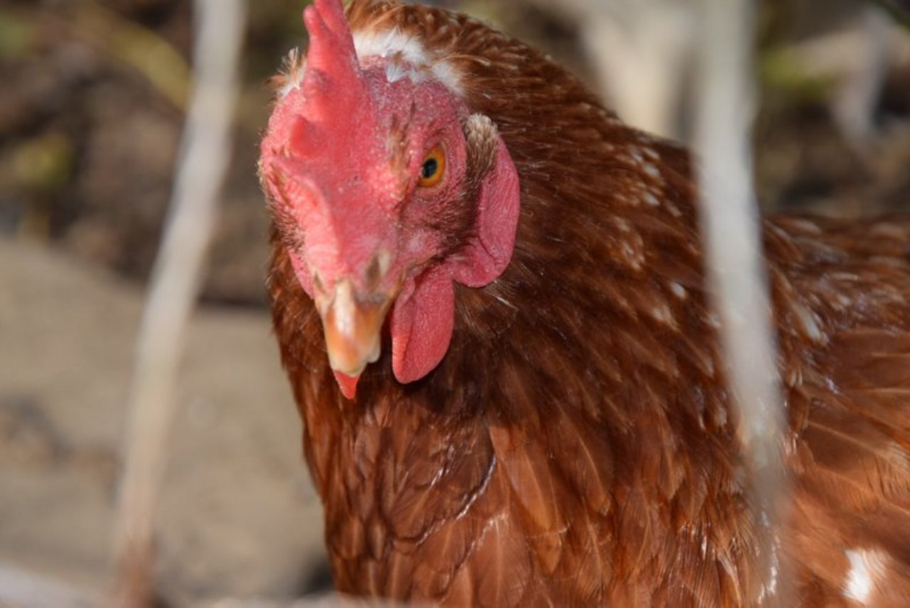 Potenzial Fur Einsteiger Der Biogeflugelmarkt Und Seine Optionen Bauernzeitung Ch Bauernzeitung