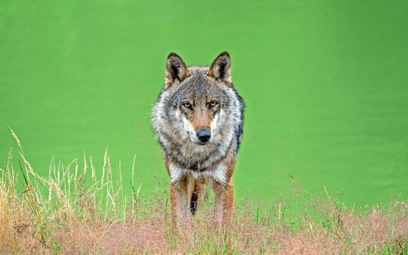 Als geschützte Art bekommt der Wolf den gleichen Status wie Biber oder Luchs. Entscheidend für den Umgang mit Wölfen in der Schweiz dürfte aber die neue Jagdverordnung per Februar 2025 werden. 