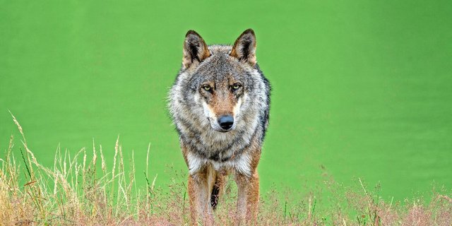 Als geschützte Art bekommt der Wolf den gleichen Status wie Biber oder Luchs. Entscheidend für den Umgang mit Wölfen in der Schweiz dürfte aber die neue Jagdverordnung per Februar 2025 werden. 