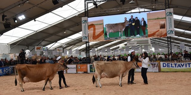 Tiere in diversen Kategorien wurden ausgestellt und prämiert. (Bild pd)