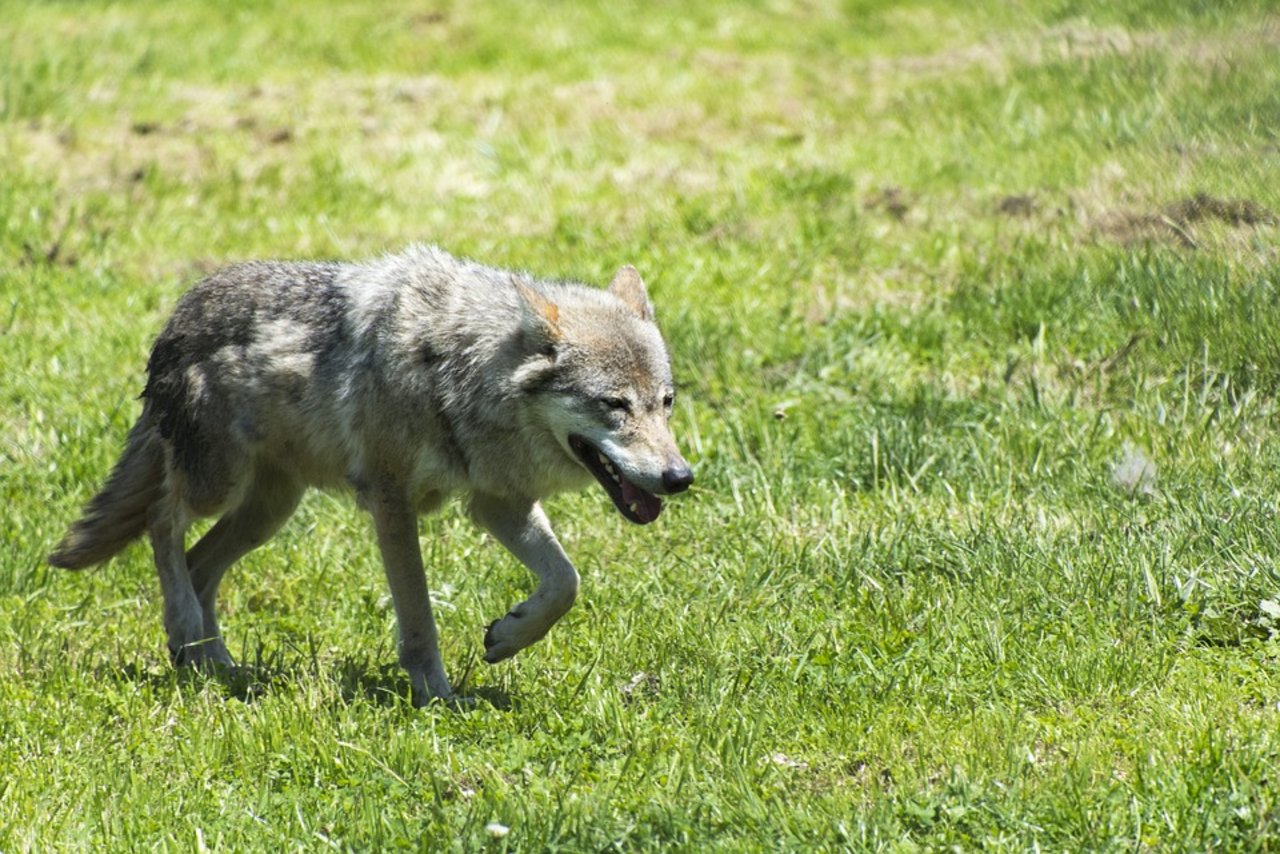 Der Wolf auf dem Längenberg zeigte keine besondere Scheu, war jedoch nicht aggressiv. (Symbolbild Pixabay)