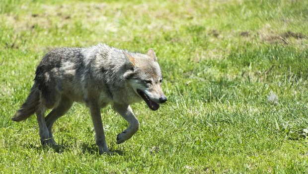 Der Wolf auf dem Längenberg zeigte keine besondere Scheu, war jedoch nicht aggressiv. (Symbolbild Pixabay)