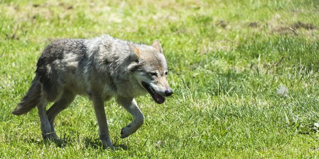 Der Wolf auf dem Längenberg zeigte keine besondere Scheu, war jedoch nicht aggressiv. (Symbolbild Pixabay)