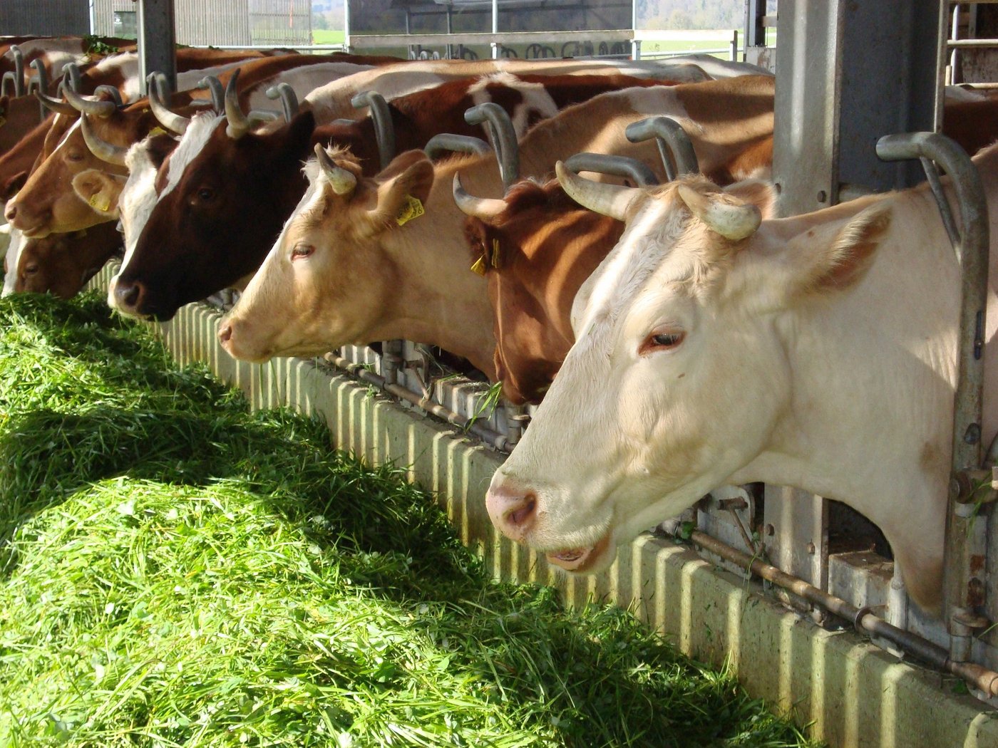 Fünf Rappen mehr pro Kilogramm Schlachtgewicht für Hornkühe. (Bild BauZ)