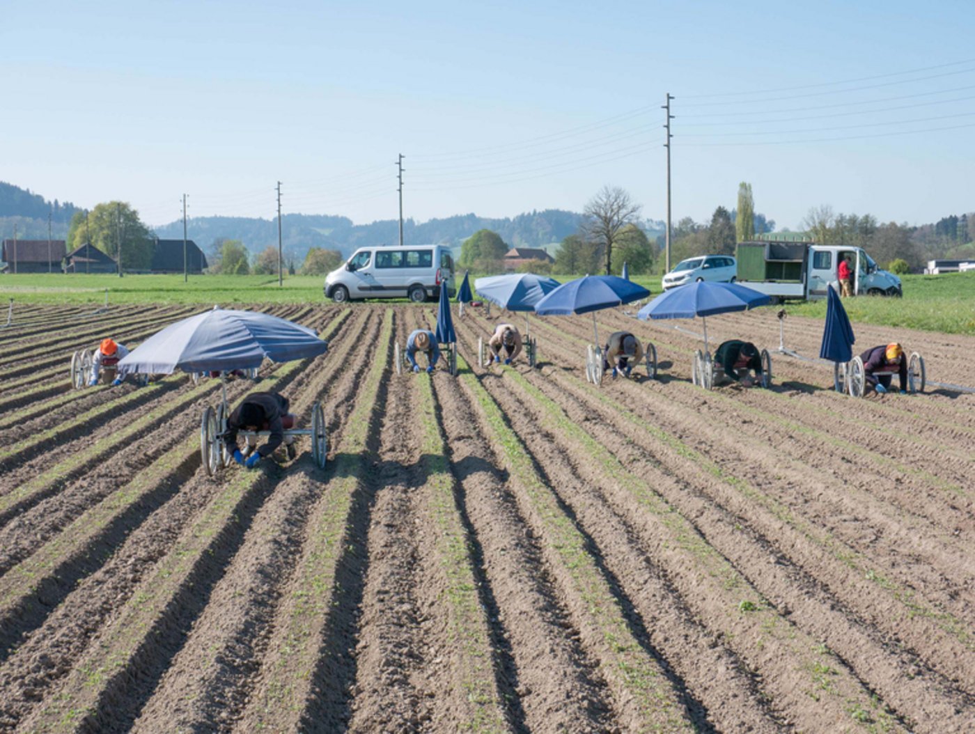 Mechanisches Jäten dürfte in Zukunft wieder wichtiger werden, weil immer mehr chemische Pflanzenschutzmittel vom Markt genommen werden.