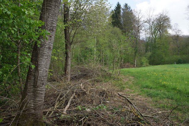 Biodiversität zum Znüni: Ein lichter Waldrand ist idealer Lebensraum Ein aufgewerteter Wald lässt Licht auf den Boden. Eine zusätzliche Anreicherung können Asthaufen sein – sofern sie nicht zu gross werden. (Bild BauZ)