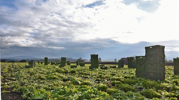 Eine Weltuntergangss Eine Weltuntergangsstimmung: Als die BauernZeitung Anfang November den Betrieb von Michael Moser besucht, erntet die Equipe gerade den letzten Endiviensalat im Grossen Moos.