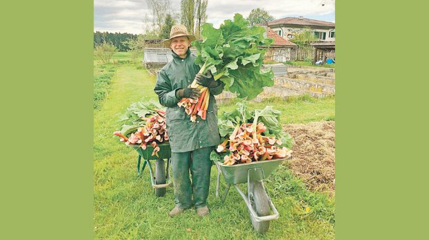 Lehrlingsalltag: Reiche Rhabarberernte unter Zeitdruck David Leuthard macht die Ausbildung zum Zierpflanzengärtner. Der junge Mann erklärt, warum er es liebt, Gärtner zu sein. (Bild David Leuthard)