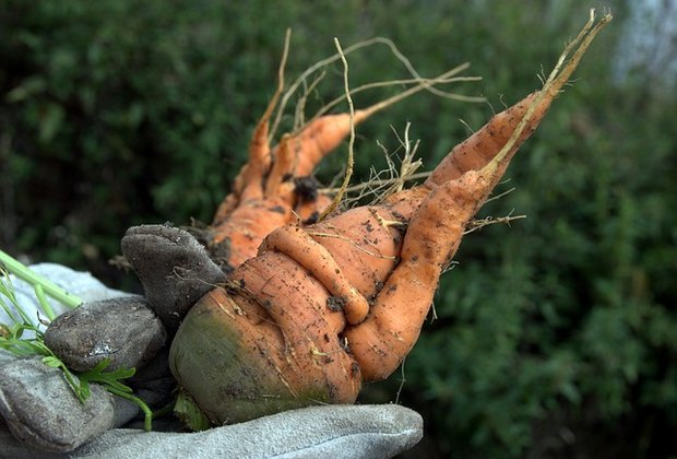 Verknorzte Karotten kommen oft gar nicht erst ins Angebot der Supermärkte; Normen sind einer der Gründe, weshalb riesige Mengen Lebensmittel vermeidbarer Weise als Abfall enden. (Bild Pixabay) 