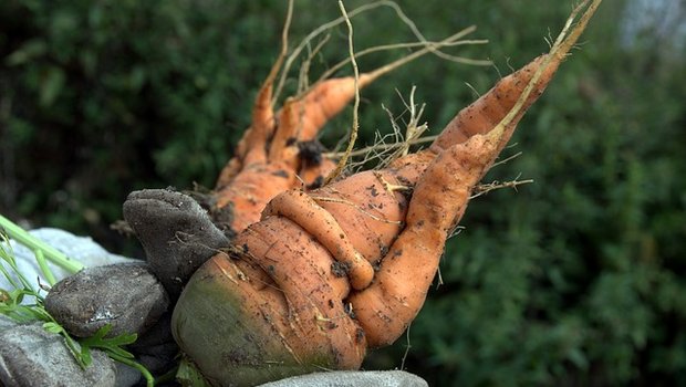 Verknorzte Karotten kommen oft gar nicht erst ins Angebot der Supermärkte; Normen sind einer der Gründe, weshalb riesige Mengen Lebensmittel vermeidbarer Weise als Abfall enden. (Bild Pixabay) 