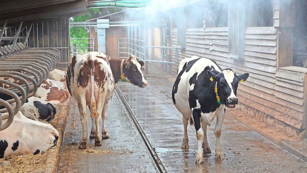 Hitzestress wirkt sich negativ auf die Fruchtbarkeit der Tiere aus. Auf dem Markt finden sich verschiedene Lüftungs- und Kühlungssysteme. 