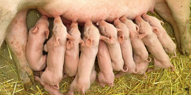 Die Anzahl abgesetzter Ferkel pro Sau und Jahr ist eine zentrale Kennzahl bei der Zuchtauswertung.