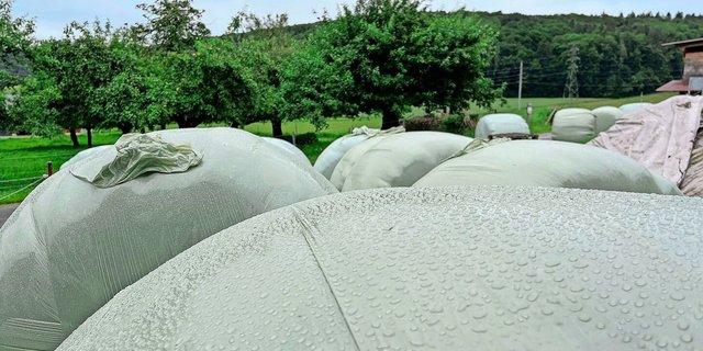 Was tun, wenn die Verdaulichkeit der produzierten Grassilage zu hoch ist? Es gibt verschiedene Optionen, die zu einer ausgeglichenen Ration führen.