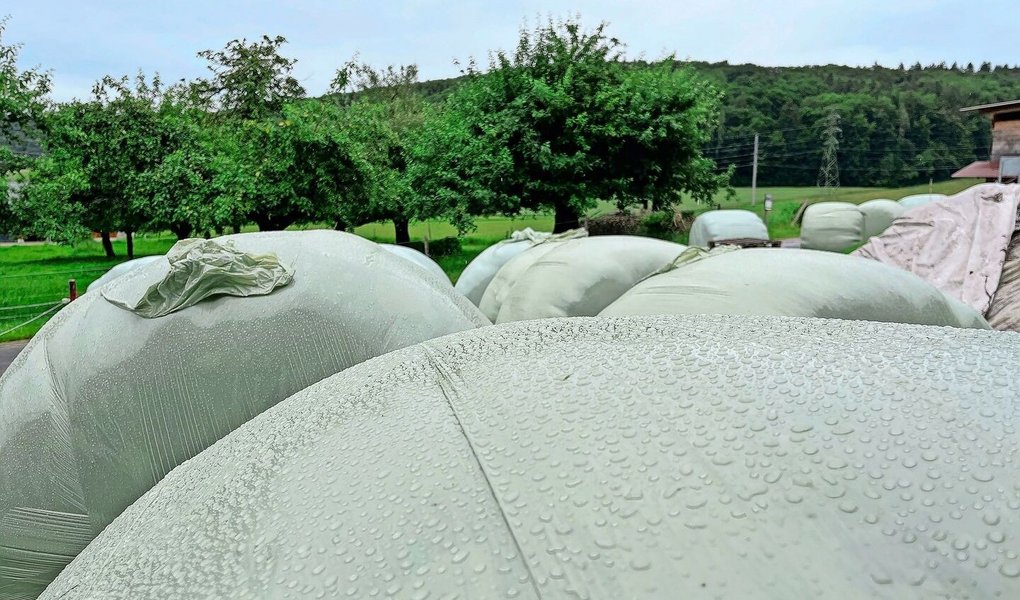 Was tun, wenn die Verdaulichkeit der produzierten Grassilage zu hoch ist? Es gibt verschiedene Optionen, die zu einer ausgeglichenen Ration führen.