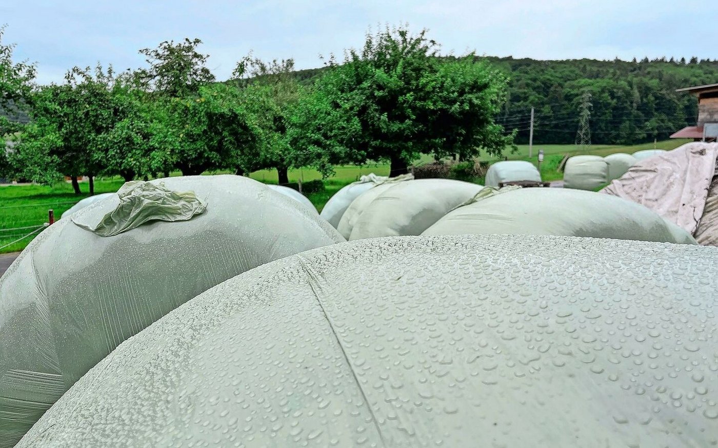 Was tun, wenn die Verdaulichkeit der produzierten Grassilage zu hoch ist? Es gibt verschiedene Optionen, die zu einer ausgeglichenen Ration führen.