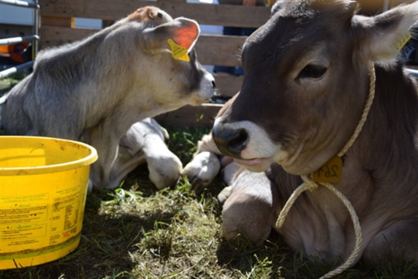 Bei den Bankkälbern kommt es zu einem weiteren Preisabschlag um 20 Rp. auf Fr. 13.30 pro kg SG. (Bild jba)