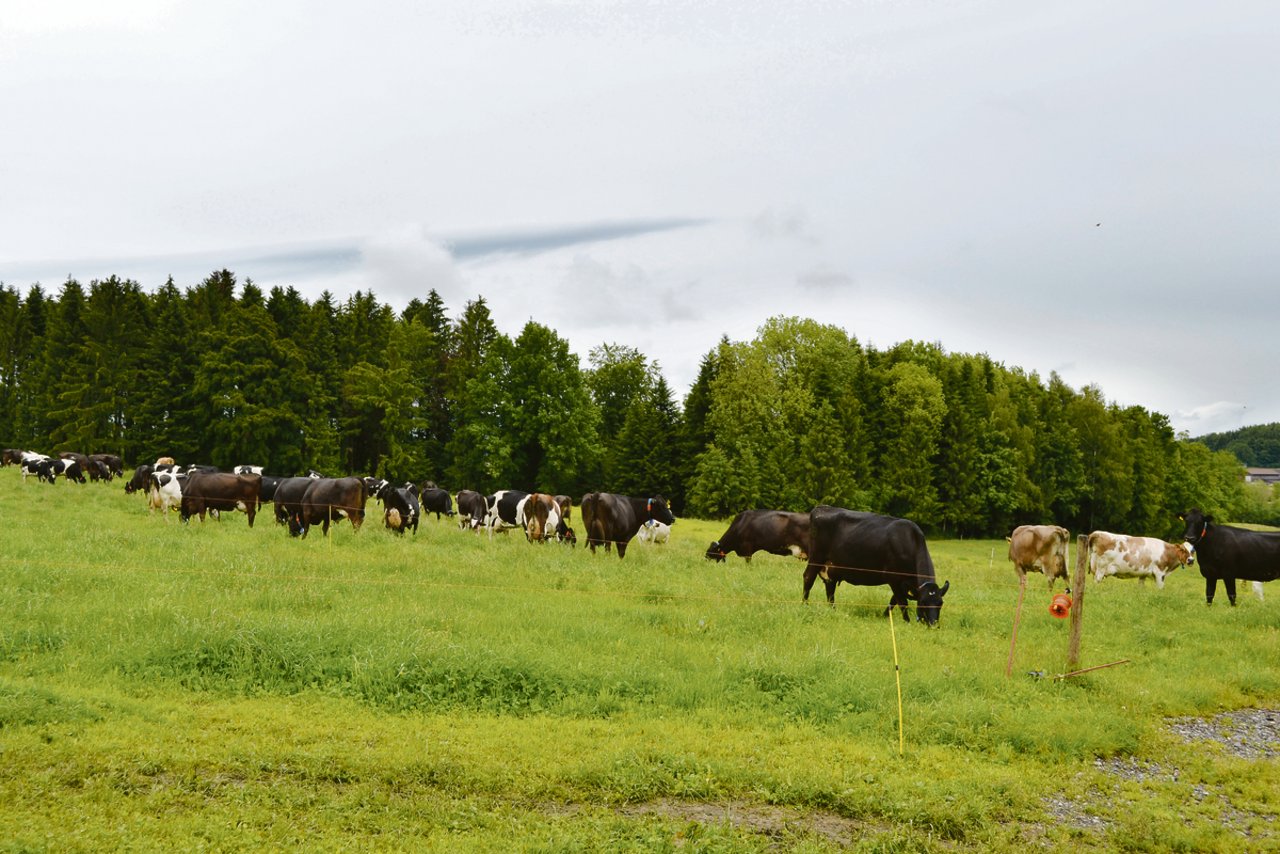 Buchers setzen auf neuseeländische Genetik. Ihre Kühe kalben saisonal ab.