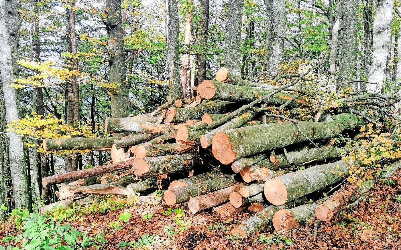 Die Nachfrage nach Energieholz steigt. Der Verbrauch hängt aber auch stark von den Temperaturen in den Wintermonaten ab. 
