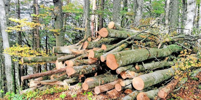 Die Nachfrage nach Energieholz steigt. Der Verbrauch hängt aber auch stark von den Temperaturen in den Wintermonaten ab. 