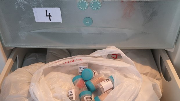 Schweinegesundheit: Den Darmverdrehungen auf der Spur Für das Teilprojekt Genomik wurden bereits fleissig Proben gesammelt. (Bild Suisag)