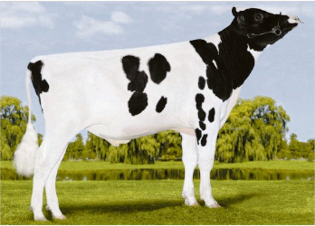 Die neue Nummer eins nach Iset der Holsteinstiere mit einem Schweizer Resultat: Sandy-Valley-I Penmanship. (Bild pj)