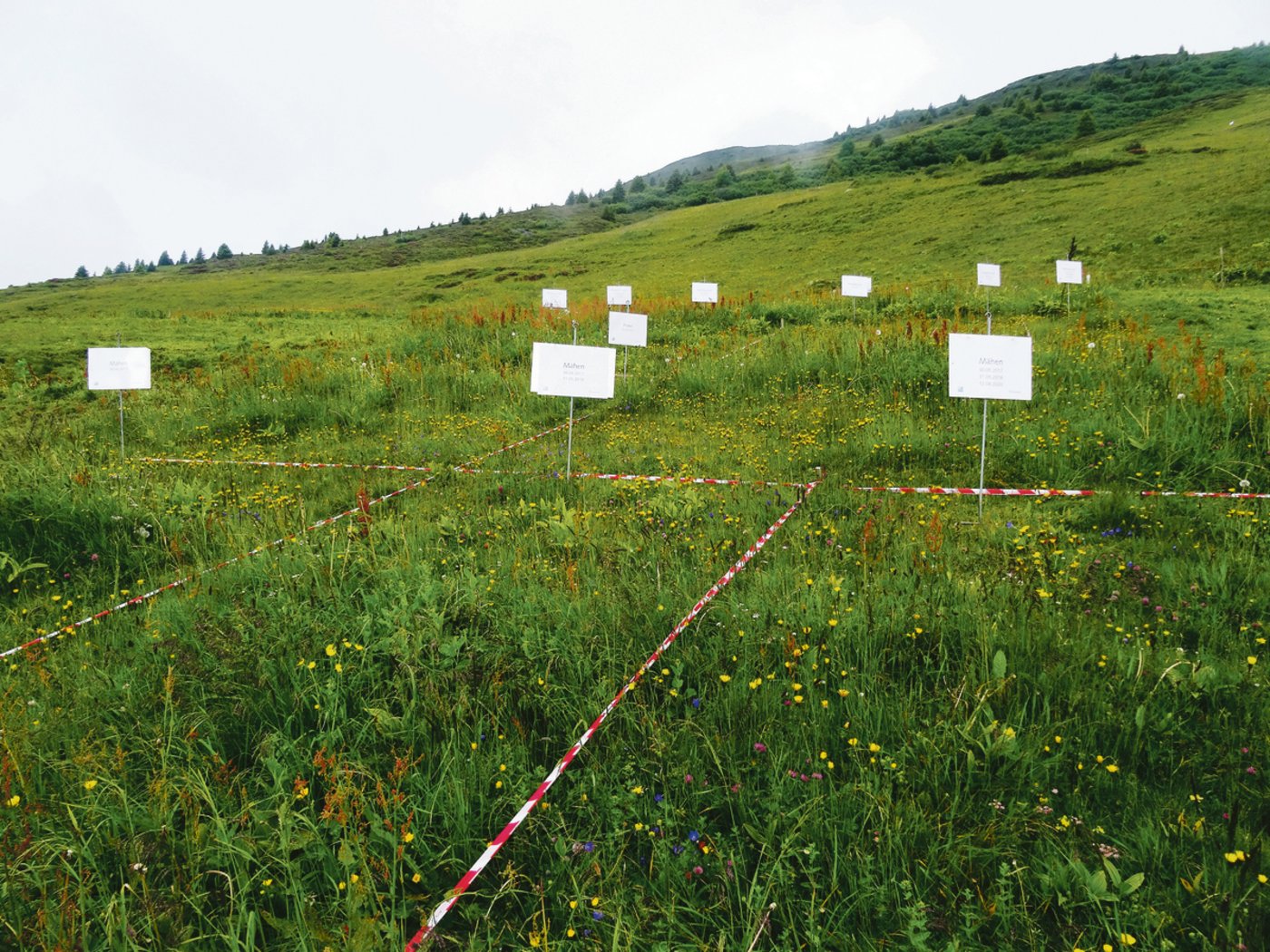 Auf dieser Parzelle  wurde der Germer auf verschiedene Arten bekämpft.