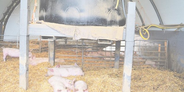Bei Kälte halten sich die Silvestri Freiland Schweine gerne im Weidezelt auf. Sie halten das Zelt sauber. (Bild Isabelle Schwander)