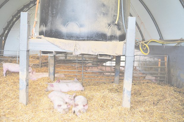 Bei Kälte halten sich die Silvestri Freiland Schweine gerne im Weidezelt auf. Sie halten das Zelt sauber. (Bild Isabelle Schwander)
