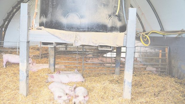 Bei Kälte halten sich die Silvestri Freiland Schweine gerne im Weidezelt auf. Sie halten das Zelt sauber. (Bild Isabelle Schwander)