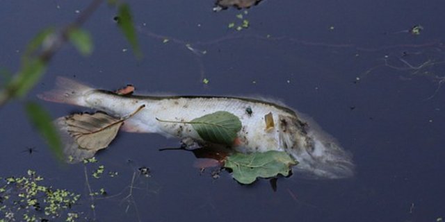 Spezialisten gehen davon aus, dass der komplette Fischbestand in einem zehn Kilometer langen Gewässerabschnitt tot ist. (Bild Pixabay)