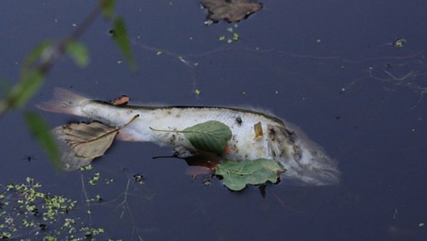 Spezialisten gehen davon aus, dass der komplette Fischbestand in einem zehn Kilometer langen Gewässerabschnitt tot ist. (Bild Pixabay)