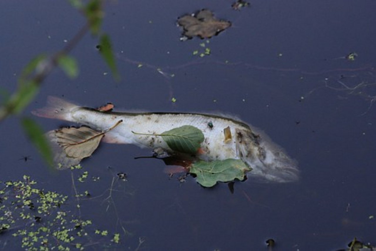 Spezialisten gehen davon aus, dass der komplette Fischbestand in einem zehn Kilometer langen Gewässerabschnitt tot ist. (Bild Pixabay)
