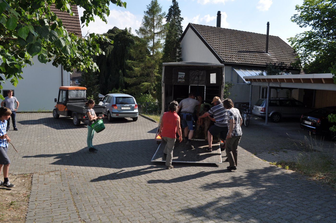 Zu spät für die Ferien auf der Alp im Tessin - das Muneli wird in den Hänger geladen.
