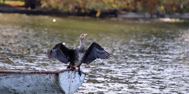 Der Kormoran breitet sich stark aus. (Bild Jacques Gaimard/Pixabay)