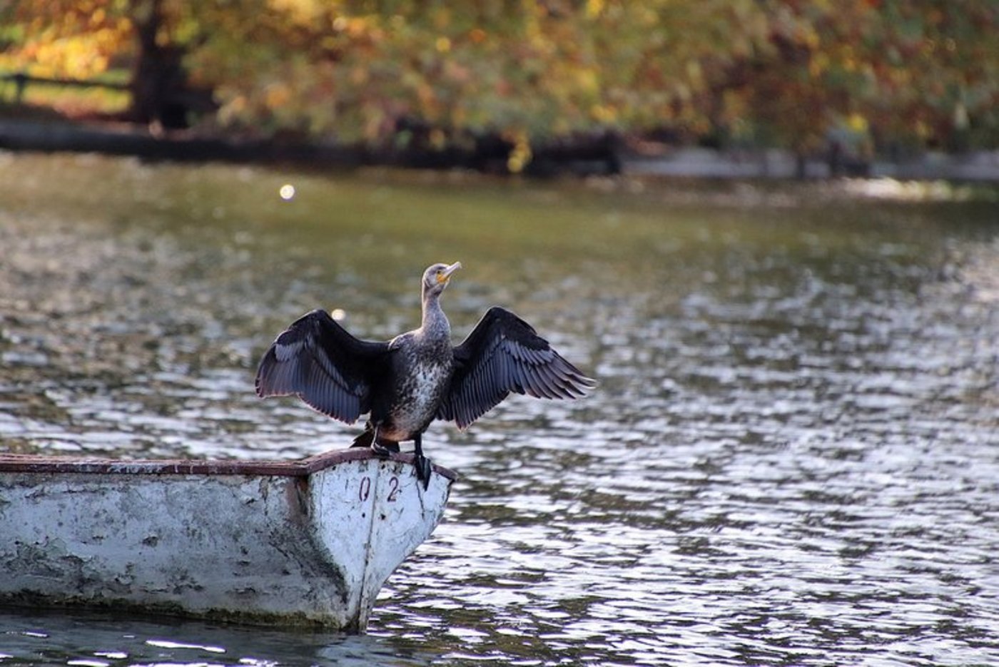 Der Kormoran breitet sich stark aus. (Bild Jacques Gaimard/Pixabay)