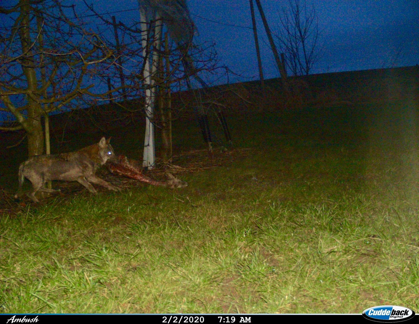 Hier tappte der Wolf später in eine Fotofalle, die nach dem Riss des Lamms und eines Rehs extra aufgestellt wurde. (Bild zVg)