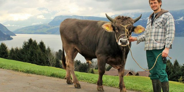Fredy Frank aus Ennetbürgen NW ist begeistert von der Stierenhaltung. Sein Muni Rocki Ravello konnte er an eine KB-Organisation verkaufen. (Bild Reto Betschart) 