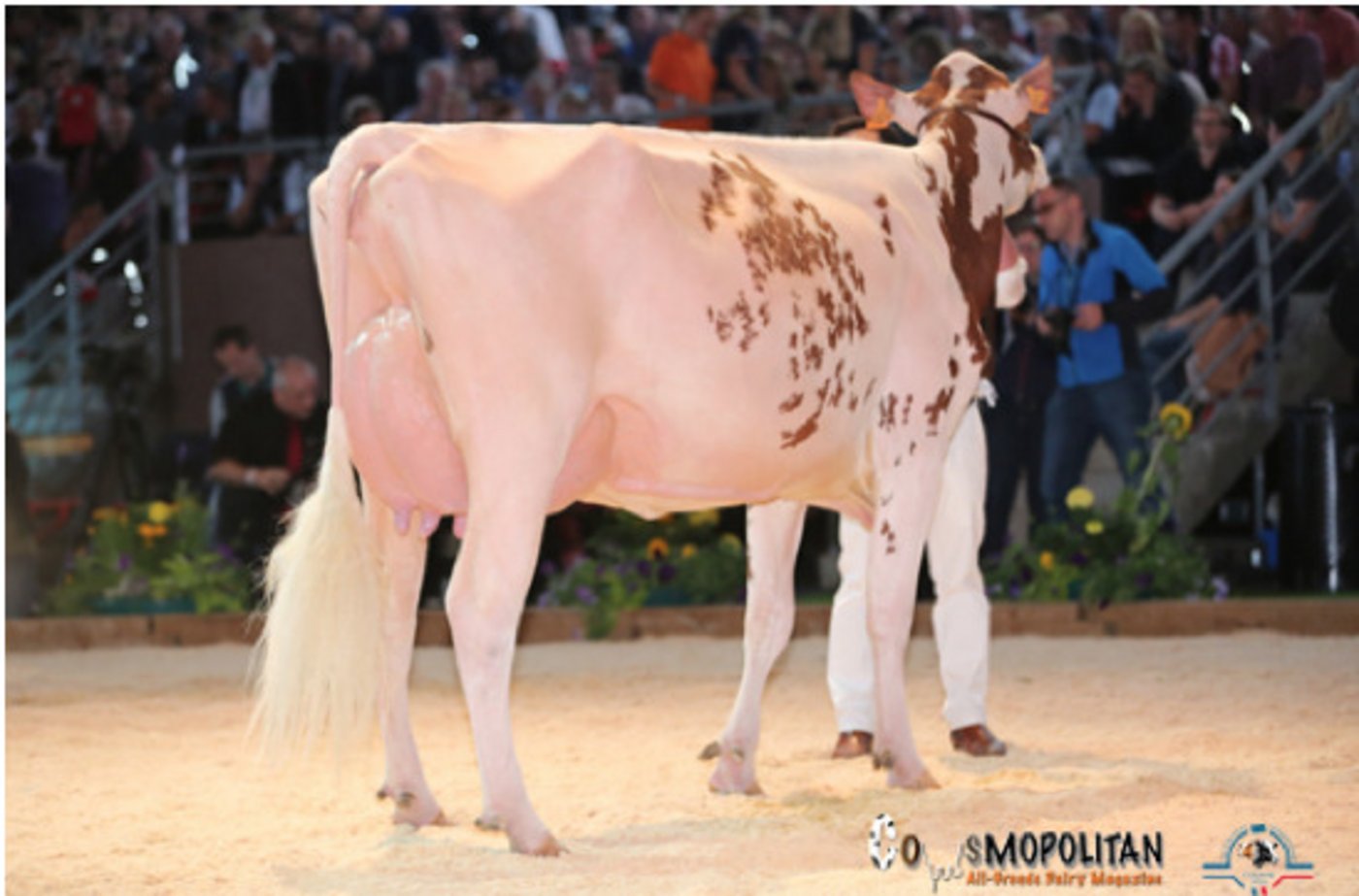 Die Junior Champion: Du Louvion Ladd Hawa, Ear Lepion (F). (Bild Cowsmopolitan)