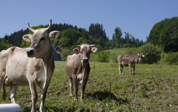 Im neuen Rinder-Pangenom ist auch DNA vom Original Schweizer Braunvieh vertreten. (Bild ji)