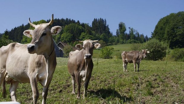 Im neuen Rinder-Pangenom ist auch DNA vom Original Schweizer Braunvieh vertreten. (Bild ji)