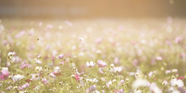 Eine artenreiche Wiese hat nicht immer mit der Düngung einen Zusammenhang.(Bild pixabay)