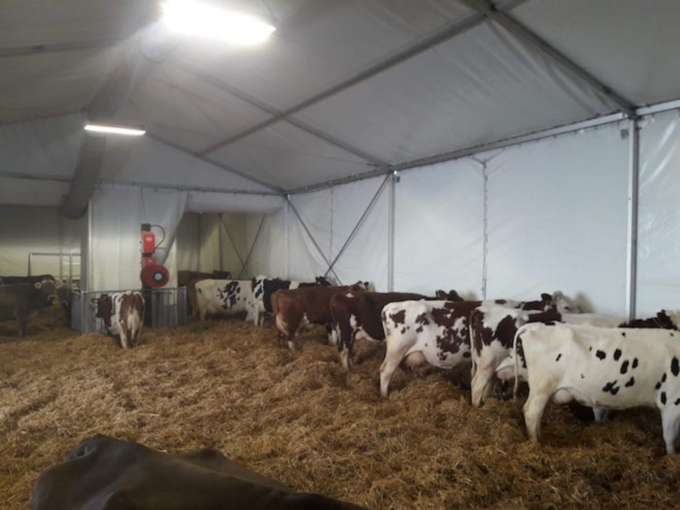 Bis am 24. Februar hausen sie in der Zelthalle 7.0a auf einer grosszügigen Tiefstrohfläche.