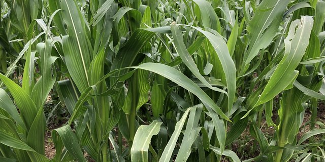 In vielen Regionen haben die Hagelzüge Ende Juni und Juli grosse Schäden in den Maisbeständen hinterlassen. Die Blätter zeigen sich durchlöchert oder zerrissen. Bis zur Ernte ist eine Regeneration der Blattmasse aber durchaus noch möglich. (Bild sjh)
